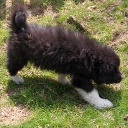 Puppy ID 47251 - White and badger female Great Pyrenees puppy in Leicester, North Carolina from Randall Glen Pyrenees