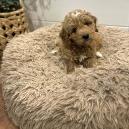 Frosty - Apricot male Goldendoodle puppy in Indianapolis, Indiana from Indy Doodle Co.