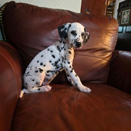 Spring (HUA) - White and black female Dalmatian puppy in Salem, Missouri from Paradise Spots Dalmatians