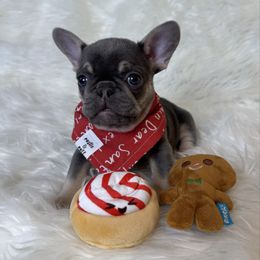 Knuckles - Tricolors female French Bulldog puppy in Sterling Heights, Michigan from Freshwater Frenchies