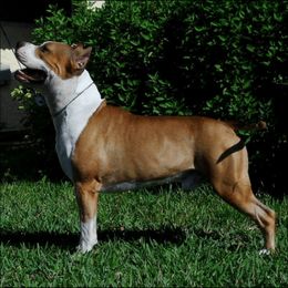 Bacardi - American Staffordshire Terrier