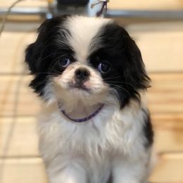 Hercules - Black and white male Japanese Chin puppy in Sandstone, Minnesota from Peaceful Garden Cavaliers