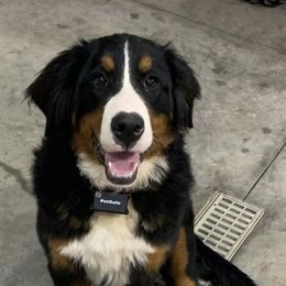 Bernedoodles, Bernese Mountain Dogs, Poodles, and Sheepadoodles from Bubbling Springs Doodles, LLC