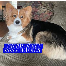 Pembroke Welsh Corgi All Grown Up from Tina Bible's Pembroke Welsh Corgis