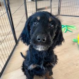 Yennefer - Phantom female Goldendoodle puppy in New River, Arizona from Sonoran Standard Doodles