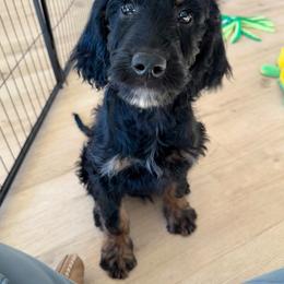 Yennefer - Phantom female Goldendoodle puppy in New River, Arizona from Sonoran Standard Doodles