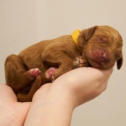 Simba - Yellow collar - Apricot male Goldendoodle puppy in Arlington, Washington from Anderson Goldendoodles