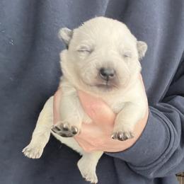 Boy 1 - Blue male Australian Cattle Dog puppy in Irvington, Kentucky from Dry Valley’s Australian Cattle Dogs