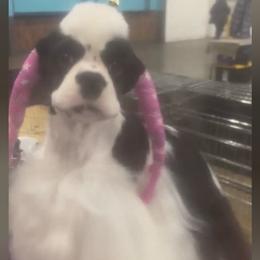 Extra - Cocker Spaniel