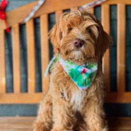 Riley - Australian Labradoodle