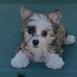Chinese Crested Puppies from BryMar Chinese Cresteds