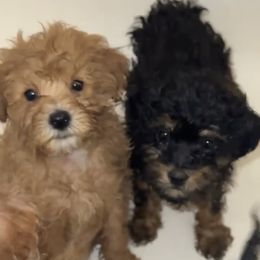 Yorkipoo puppies from Racquel Smith