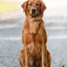 Zoey - Golden Retriever
