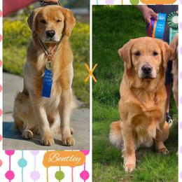 Golden Retriever puppies from Bear State Goldens