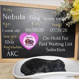Nebula - Brindle female Dachshund puppy in Hoquiam, Washington from Heyd's Mini Dachshunds