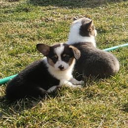 American Corgi Puppies from PBJ Corgis
