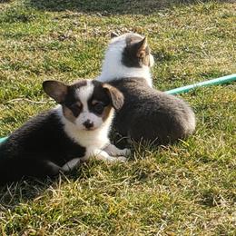 American Corgi Puppies from PBJ Corgis