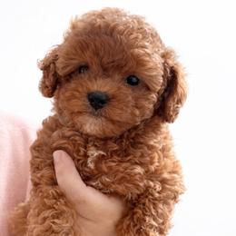 Abby Cadabby - Red female Cavapoo puppy in Liberty Hill, Texas from Cuddlebug Cavapoos of Austin