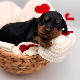 Dragon - Black and tan male Cavapoo puppy in Idaho Falls, Idaho from Freckle Paw Family