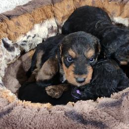 One - Black and tan male Airedale Terrier puppy in Virginia from JOVAL Kennel