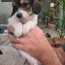 Boy1 - Piebald male Dachshund puppy in Temple, Texas from Wiener Works Co.
