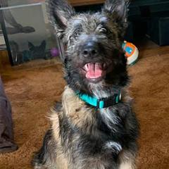 "Kai 4.5 months" Belgian Laekenois Puppies from Kettle Moraine Laekenois Wisconsin