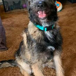 "Kai 4.5 months" Belgian Laekenois Puppies from Kettle Moraine Laekenois Wisconsin