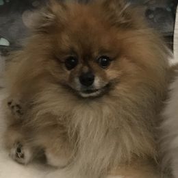 Cash - Pomeranian