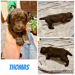Thomas - Brown male Poodle puppy in Piqua, Kansas from Legacy Farms Standard Poodles