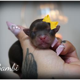 Bambi - Chocolate and tan female Yorkshire Terrier puppy in Warren, Michigan from Danielle's Yorkie Babies