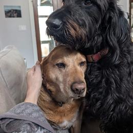 Dachshund, Labradoodle, and Labrador Retriever All Grown Up from Muddy Bay Kennels
