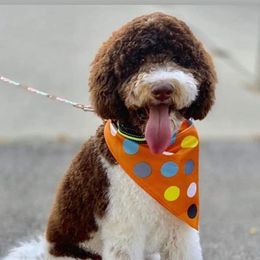 Goldendoodles and Poodles from Southern Enchanted Doodles