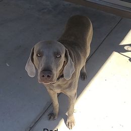 Zero - Weimaraner