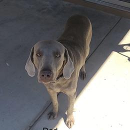 Zero - Weimaraner