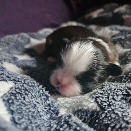 Male 1 - Brindle and white male Shih Tzu puppy in Little Falls, Minnesota from Tough Shih