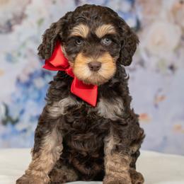 Blue Collar Boy - Tri-color male Australian Labradoodle puppy in Statesville, North Carolina from Rose Cottage Labradoodles