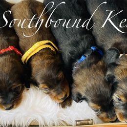 Dachshunds and Poodles from Southbound Kennel
