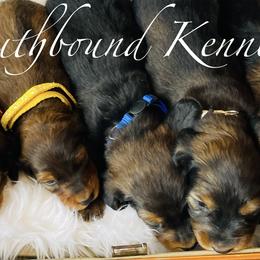 Dachshunds and Poodles from Southbound Kennel