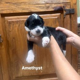 Amethyst - Black and white female Bernedoodle puppy in Carmichaels, Pennsylvania from JensenBelle Doodles