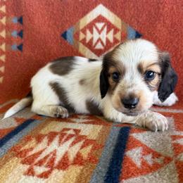 Boy 2 - Piebald male Dachshund puppy in Okeechobee, Florida from HotShot Kennels
