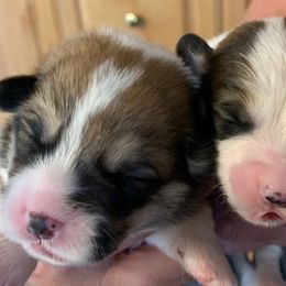 Pembroke Welsh Corgi Puppies from Silver Mae Kennel