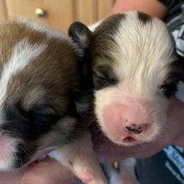 Pembroke Welsh Corgi Puppies from Silver Mae Kennel