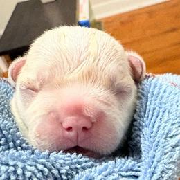 Bacon - Cream female French Bulldog puppy in Opelika, Alabama from Fancy Face Frenchies