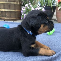 Flower - Black and mahogany female Rottweiler puppy in Crothersville, Indiana from The Solid Rock Kennel