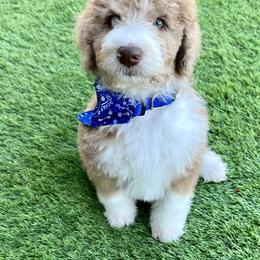 Aussiedoodle and Bernedoodle Puppies from Platinum Bernedoodles of Texas