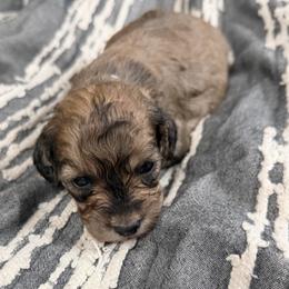 Saffron - Sable female Cavapoo puppy in Spokane, Washington from PJE Cavs and Poos