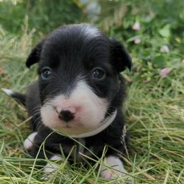 (Toph) Penny - Black and white female Border Collie puppy in Max, Nebraska from Stag Valley Homestead