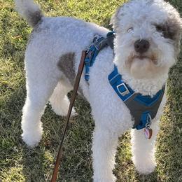 Lagotto Romagnolo puppies from Tesoro Riccio Lagotto Romagnolo