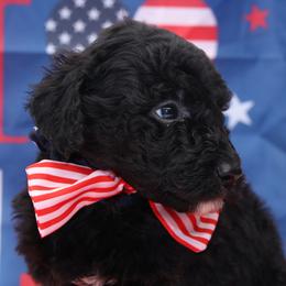 Valor - Black and white female Bernedoodle puppy in Westminster, South Carolina from Goldendoodlepuppiessc