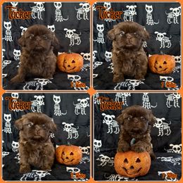 Toffee (Tucker) - Red male Shih Tzu puppy in Yelm, Washington from Lala's All Star Shih Tzu